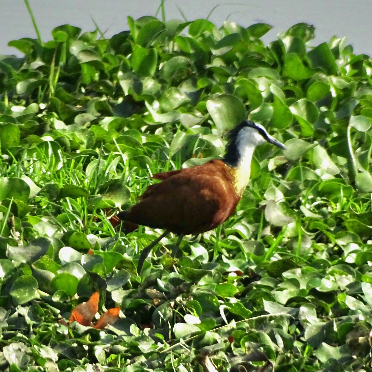 African Jacana - ML624073991