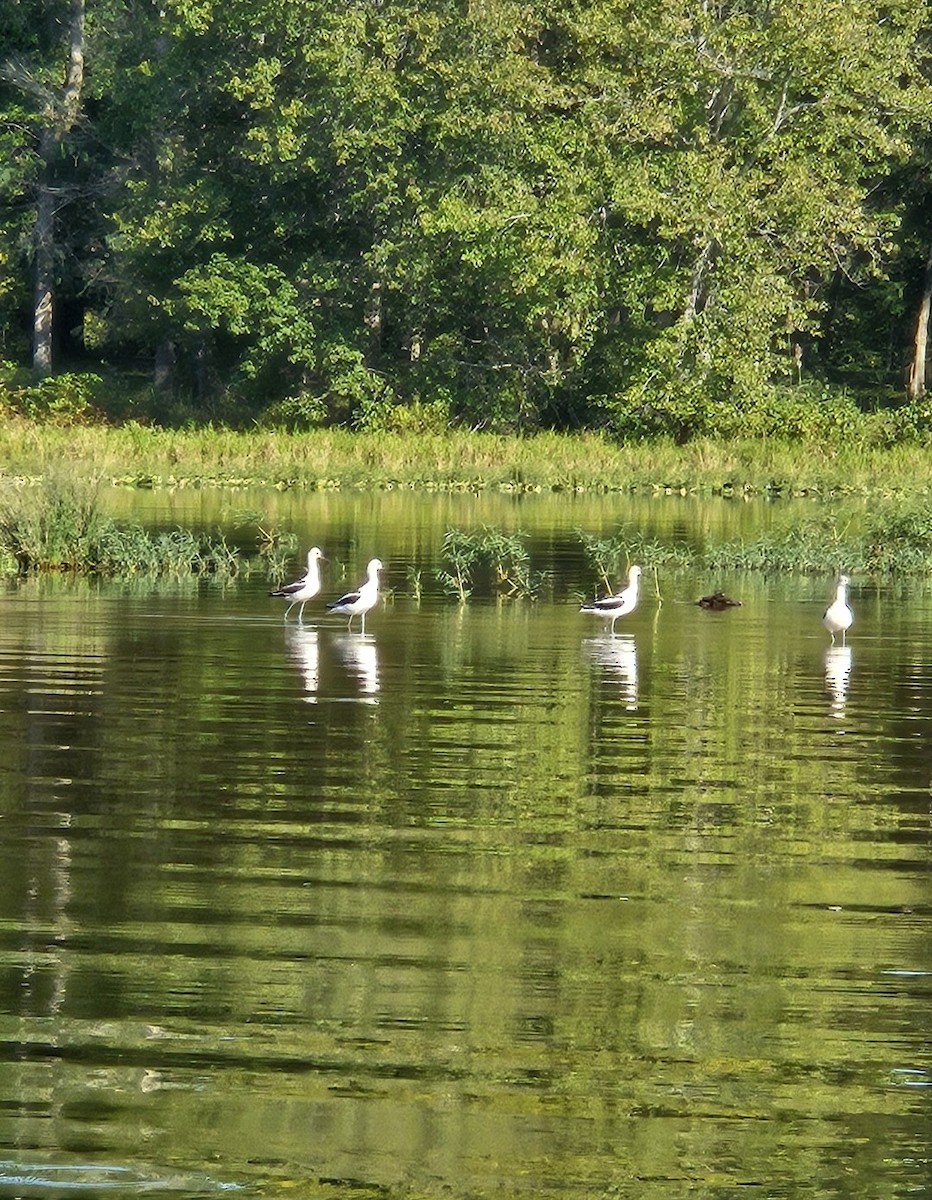 American Avocet - ML624073996