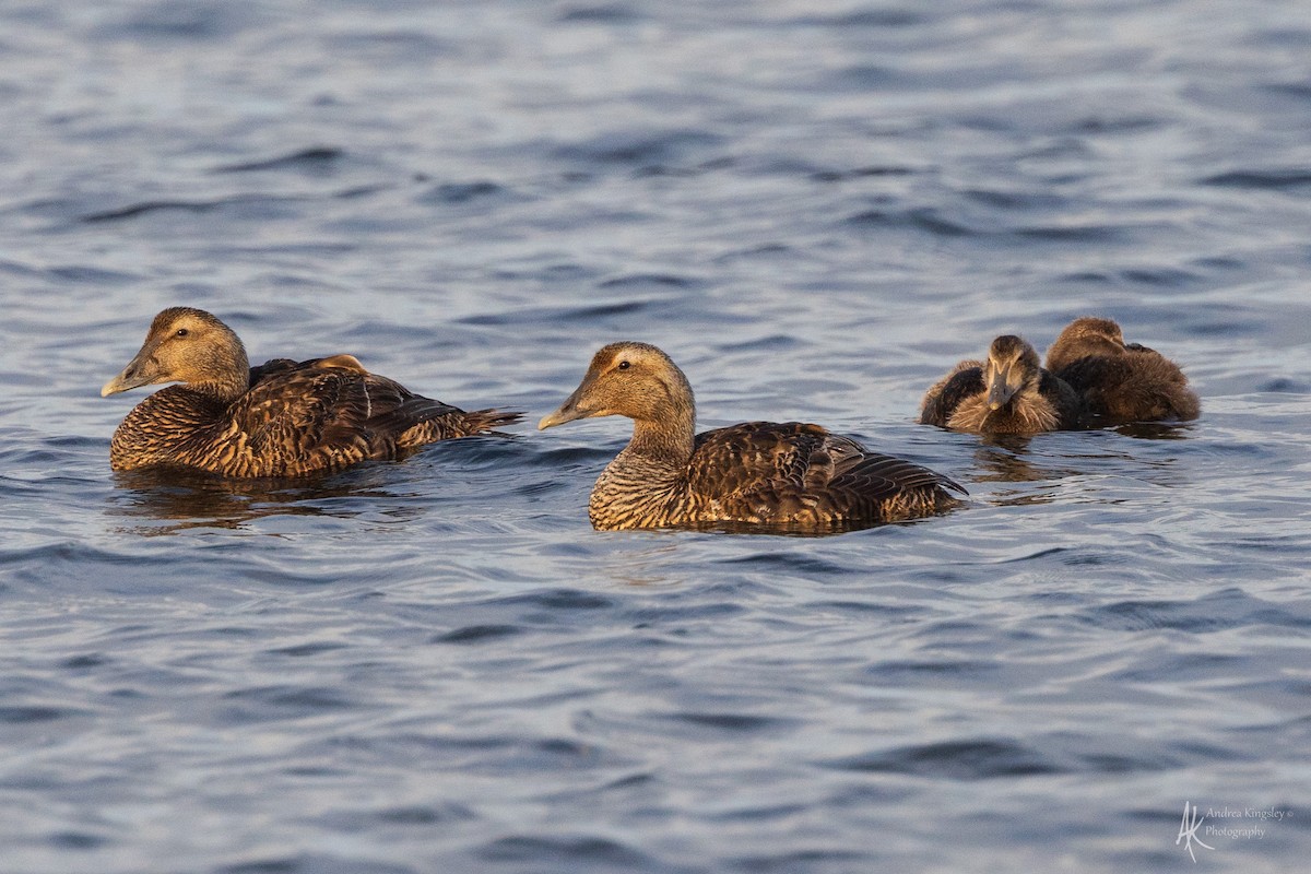 Eider arrunta - ML624074038