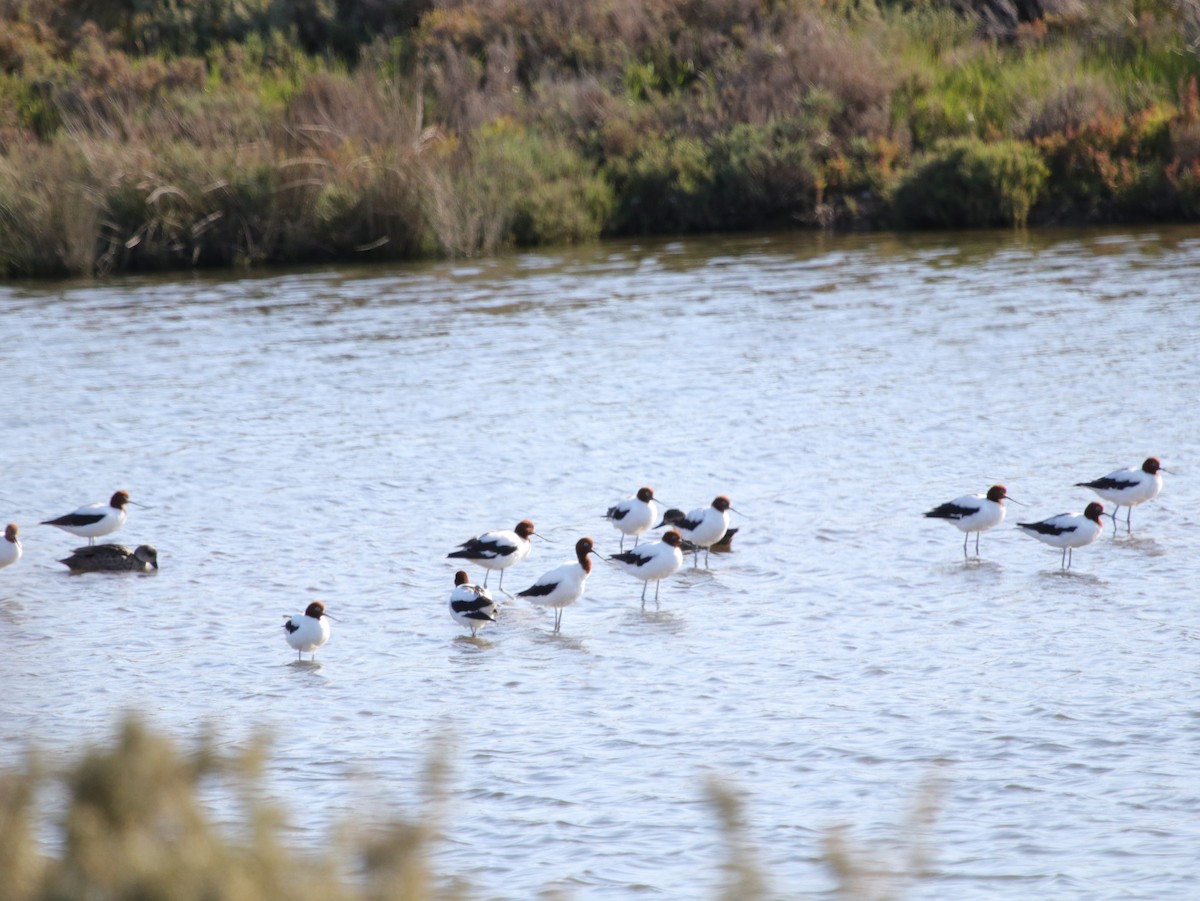 Red-necked Avocet - ML624074072