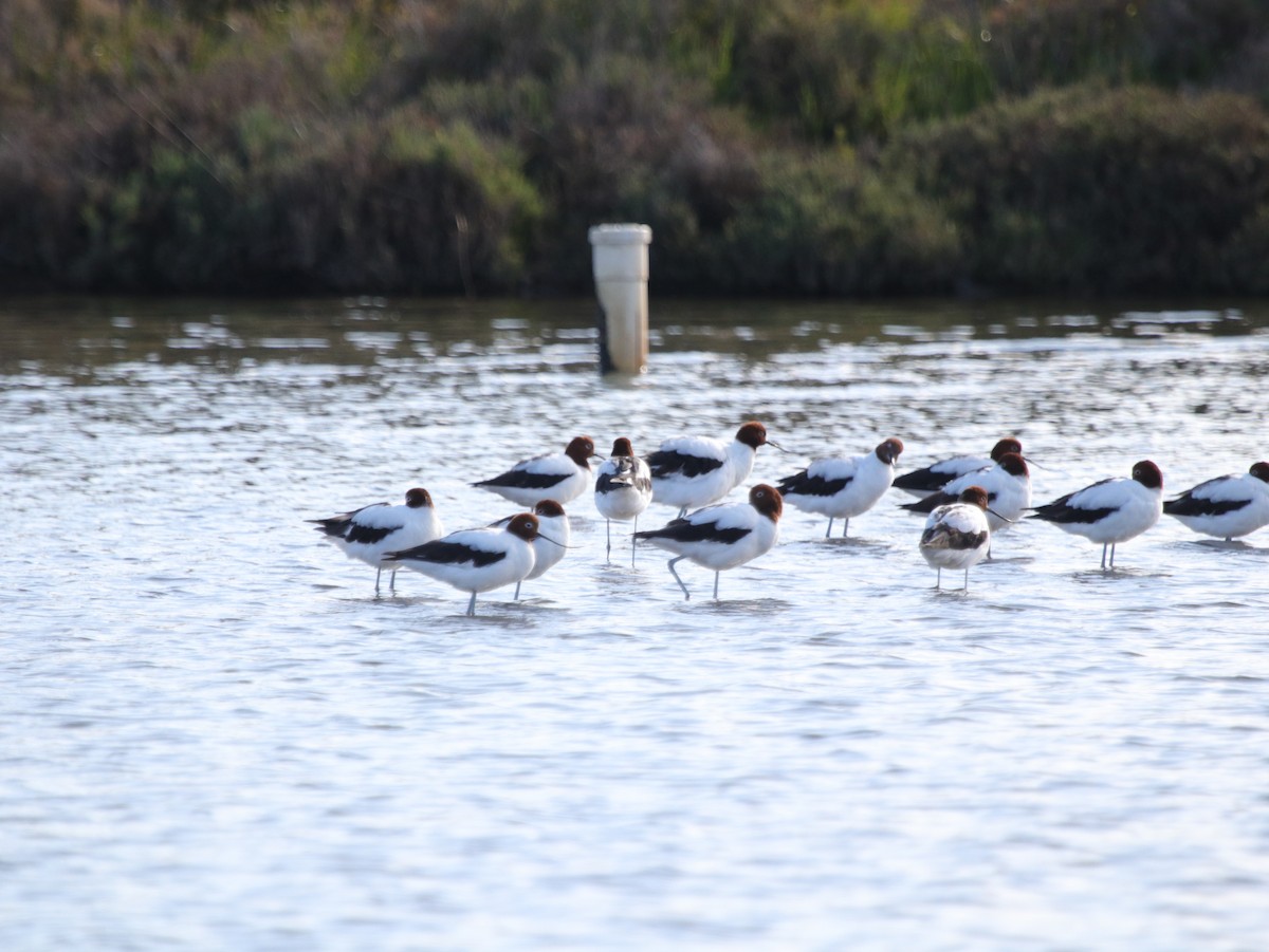 Red-necked Avocet - ML624074082