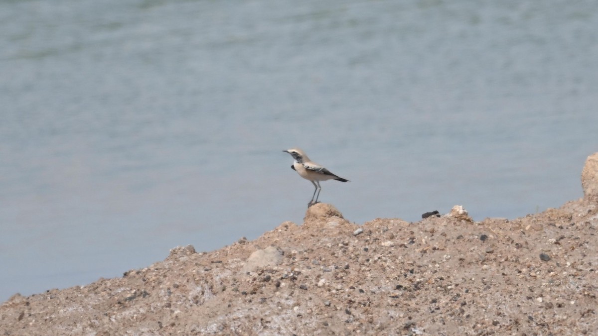 Desert Wheatear - ML624074097