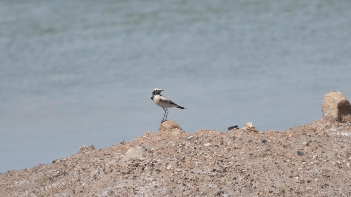 Desert Wheatear - ML624074098