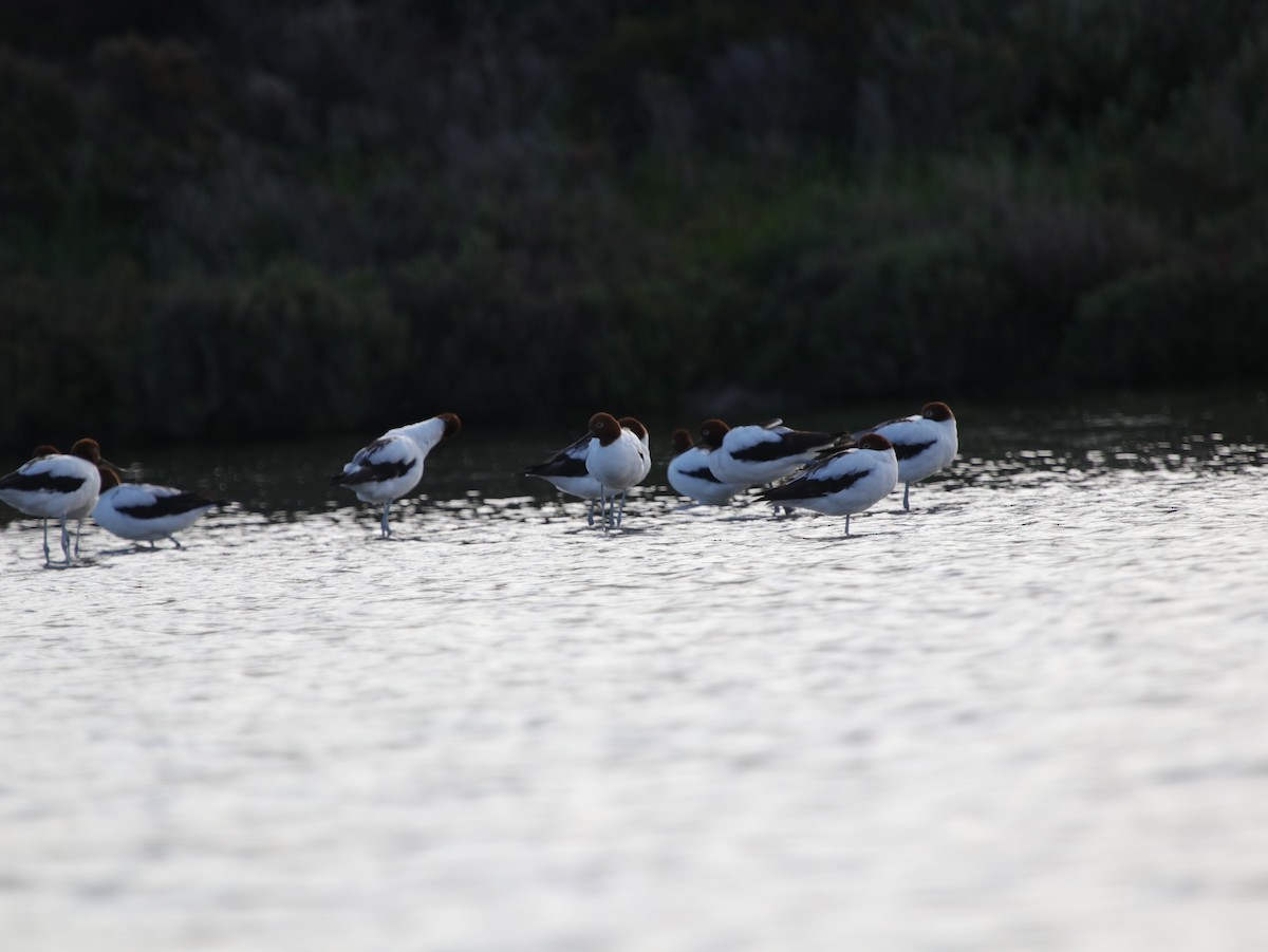 Red-necked Avocet - ML624074108