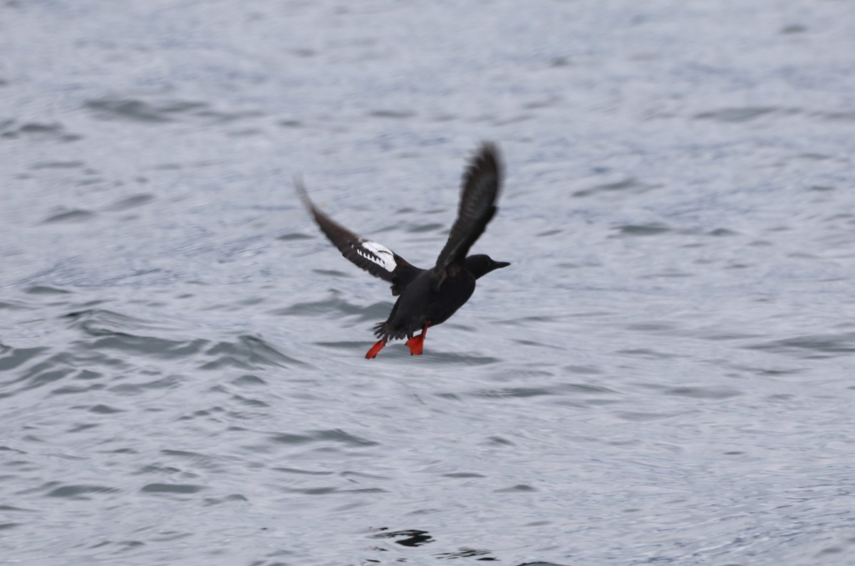 Pigeon Guillemot - ML624074132