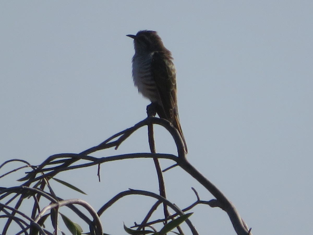 Horsfield's Bronze-Cuckoo - ML624074146