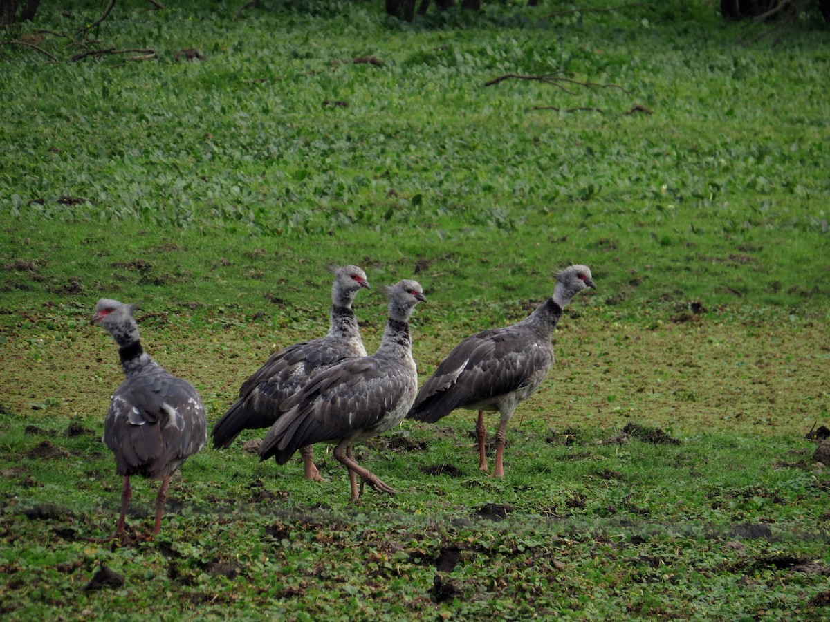 Southern Screamer - ML624074150