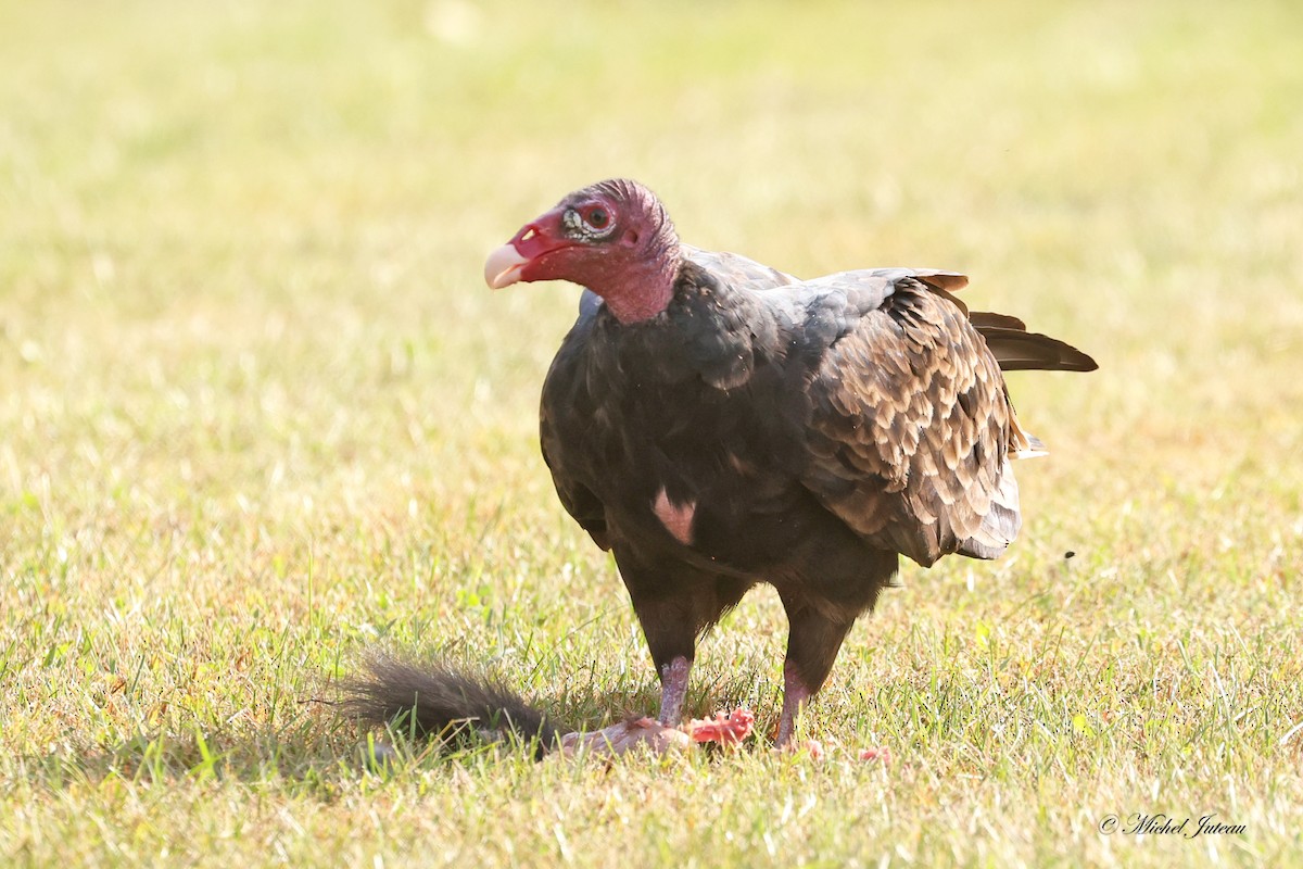 Turkey Vulture - Michel Juteau