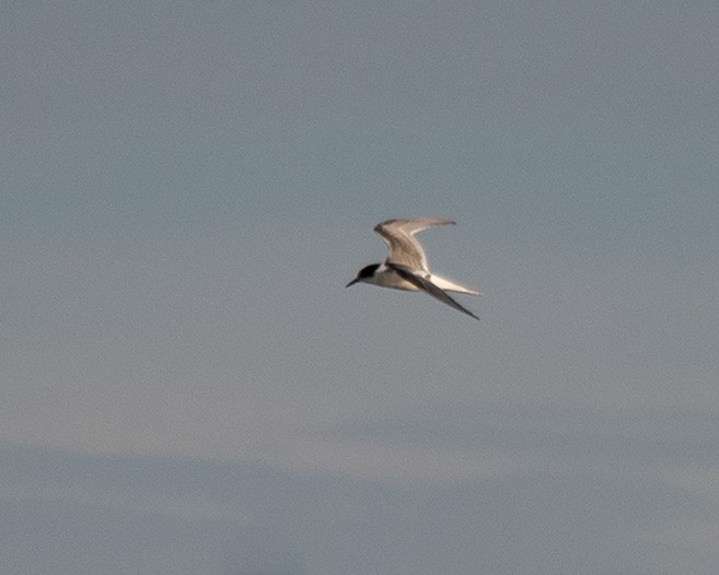 Arctic Tern - Mike Yough