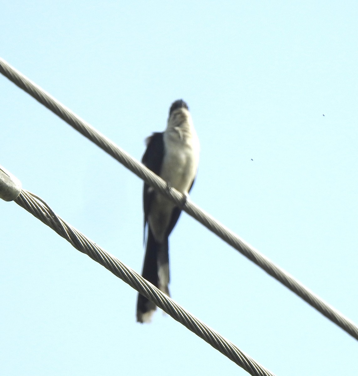 Pied Cuckoo - ML624074175