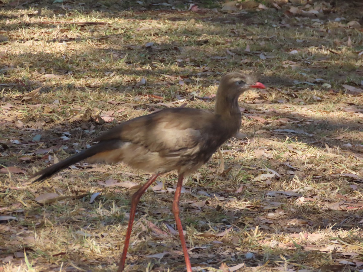 Red-legged Seriema - Daniel Ribeiro