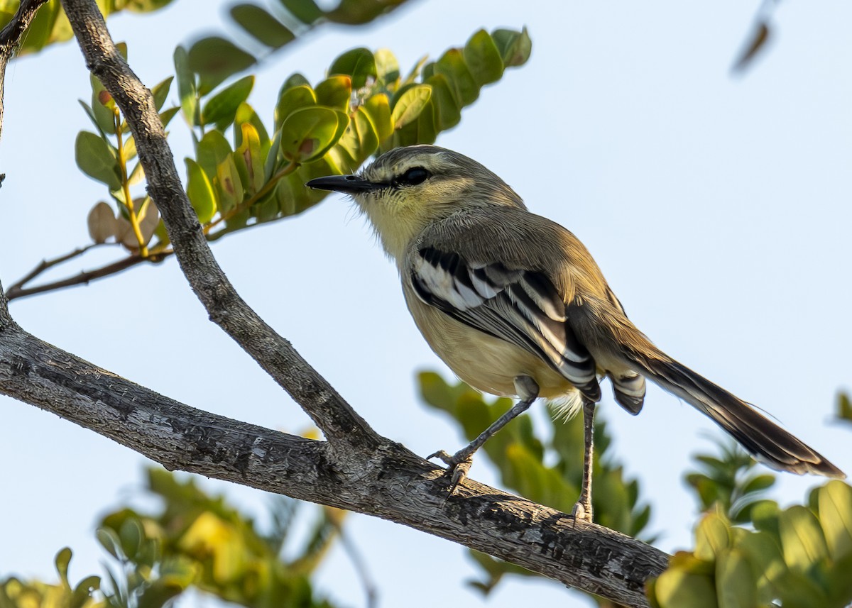 Bahia Wagtail-Tyrant - ML624074239