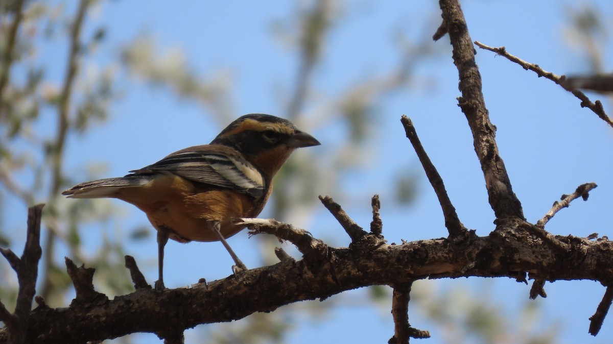 Cinnamon Warbling Finch - Francisco González Táboas