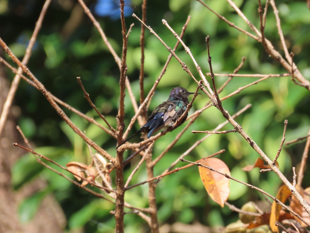 Colibrí Golondrina - ML624074341