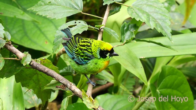 Green-and-gold Tanager - ML624074366