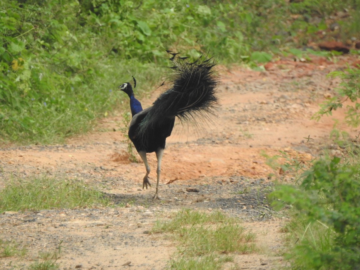 Indian Peafowl - ML624074402