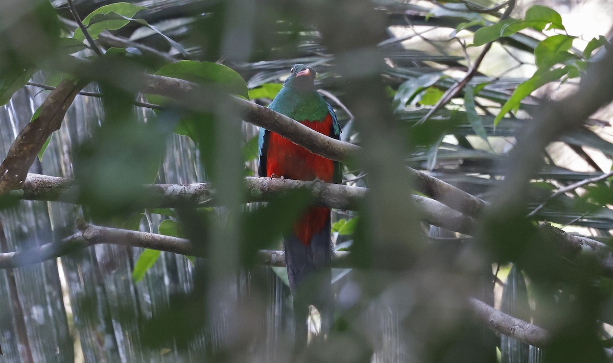 Quetzal Pavonino - ML624074405