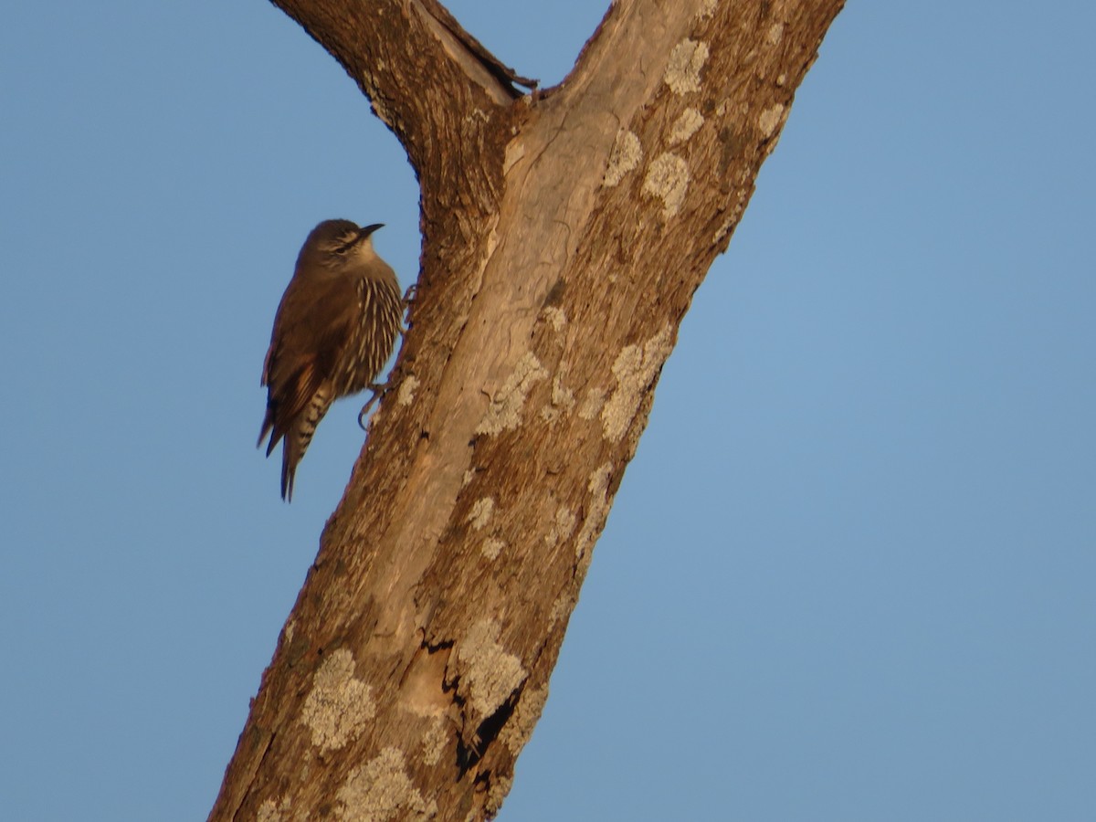 White-browed Treecreeper - ML624074424