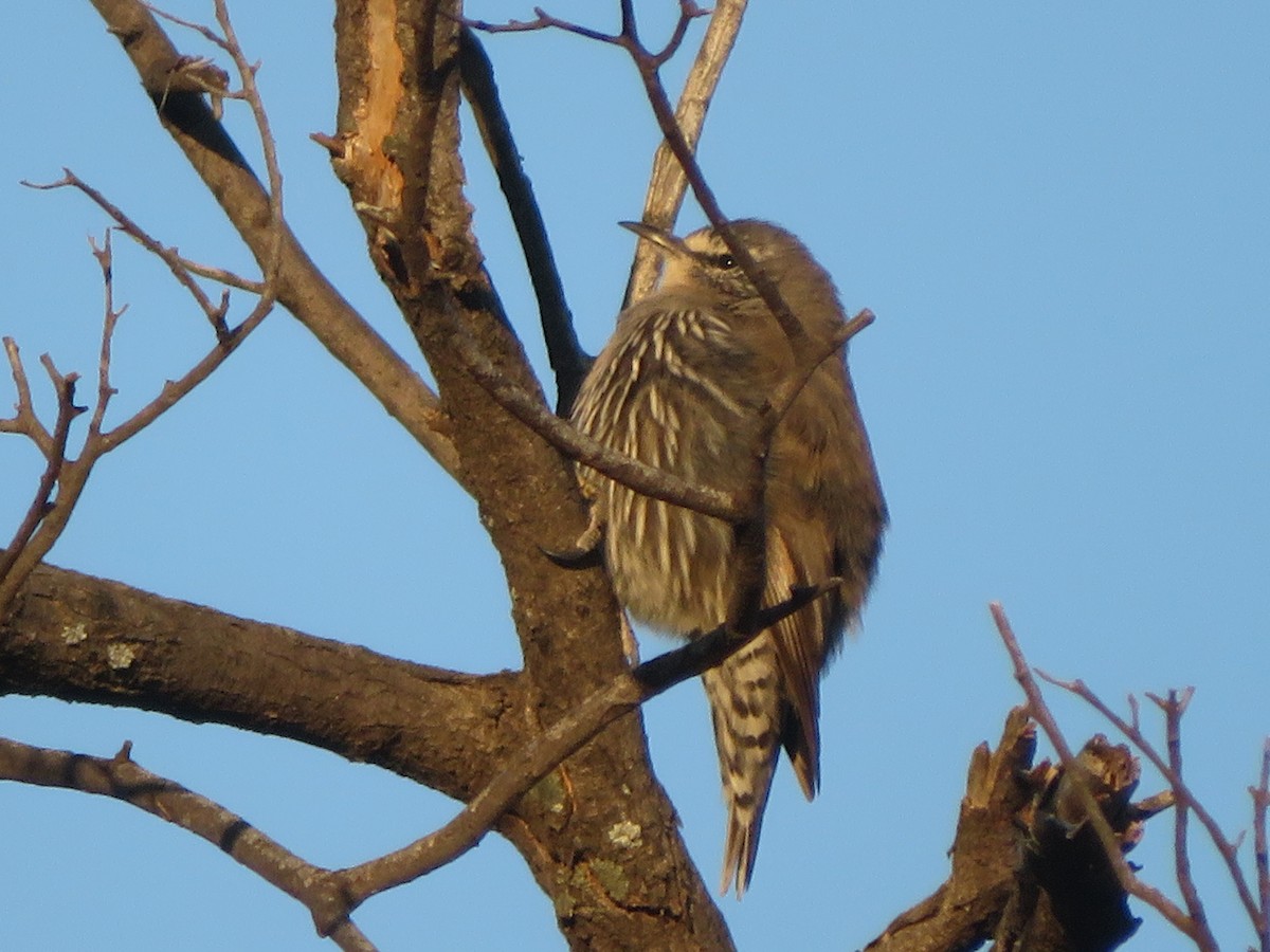 White-browed Treecreeper - ML624074432