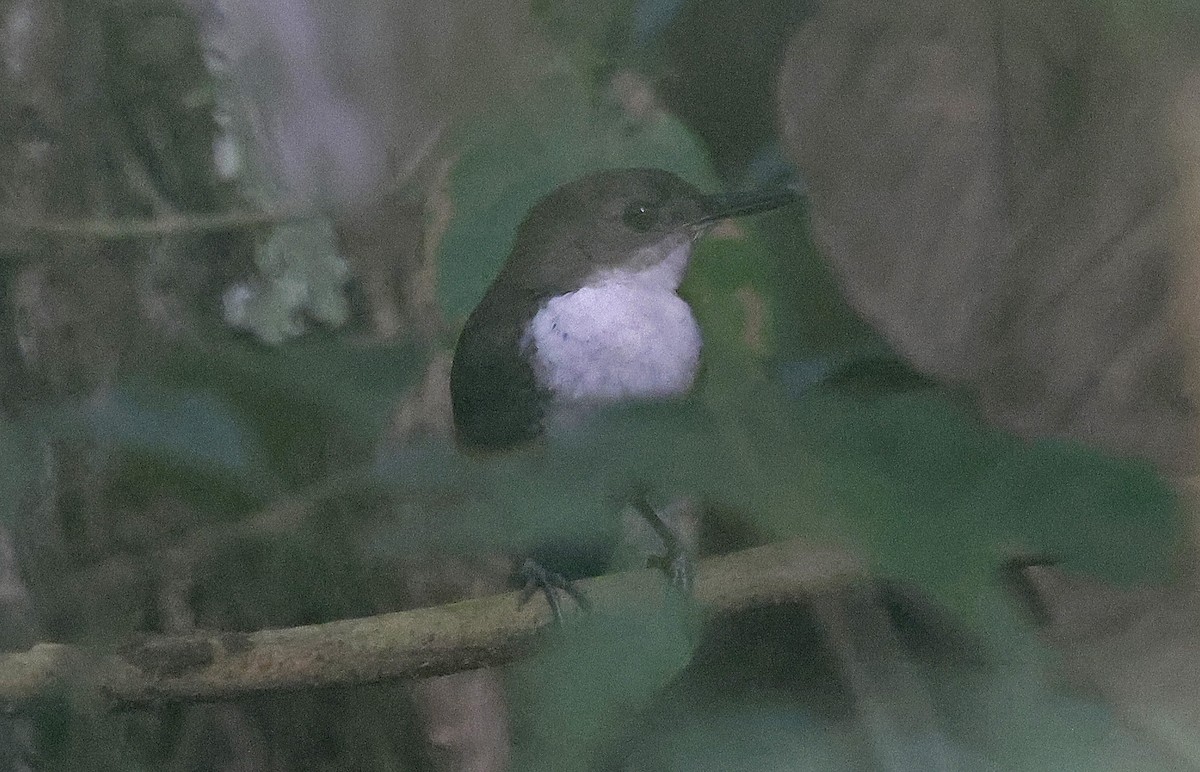 Scaly-breasted Wren - ML624074445