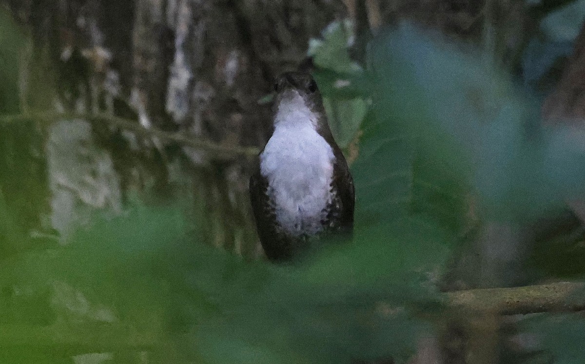 Scaly-breasted Wren - ML624074448