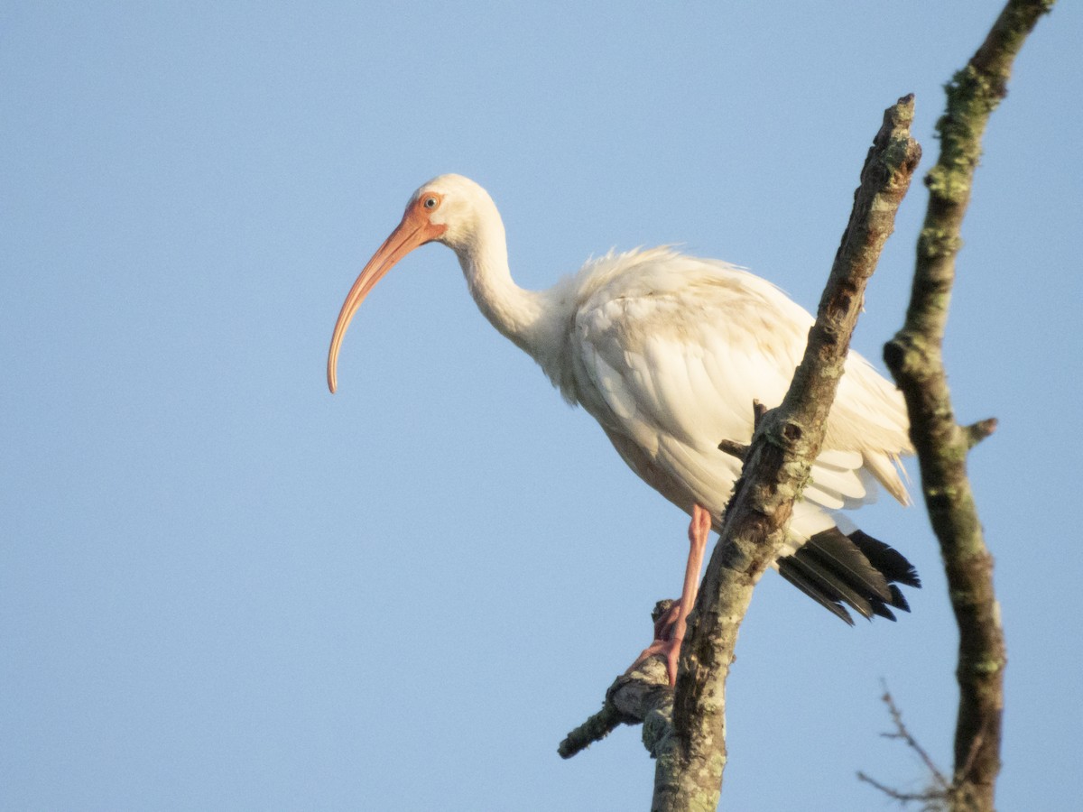 White Ibis - ML624074449