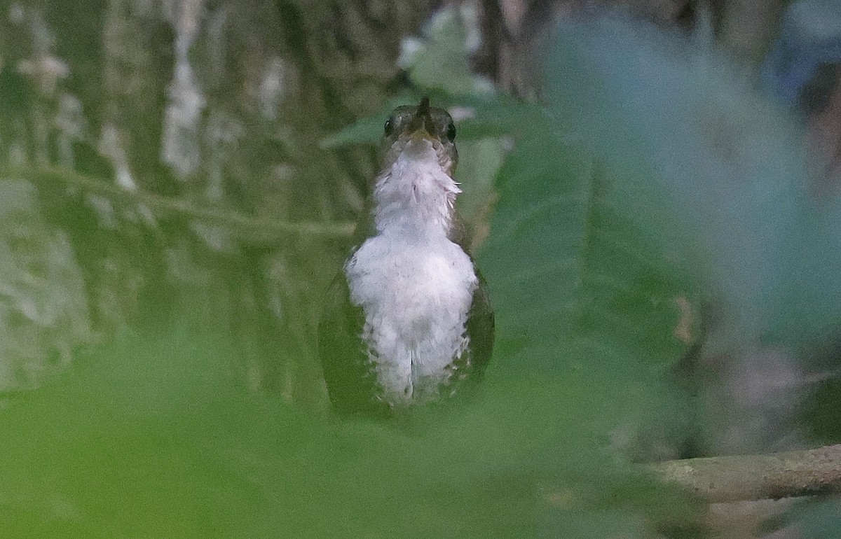 Scaly-breasted Wren - ML624074452