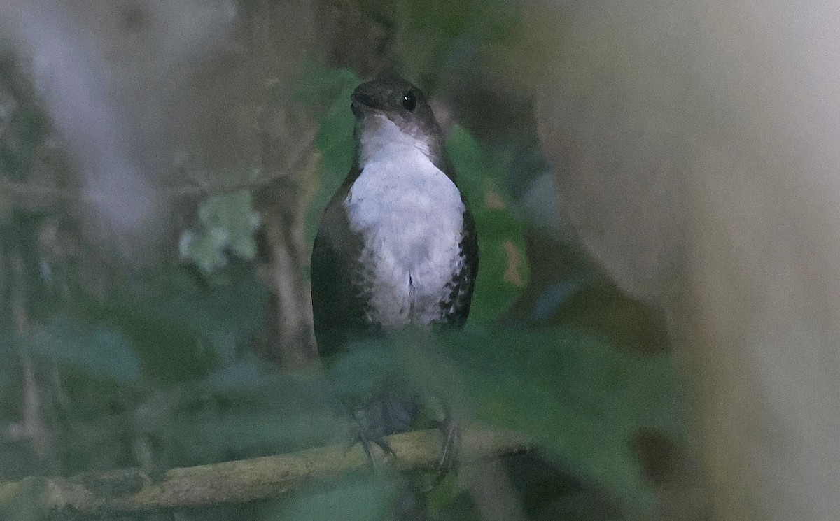 Scaly-breasted Wren - ML624074454