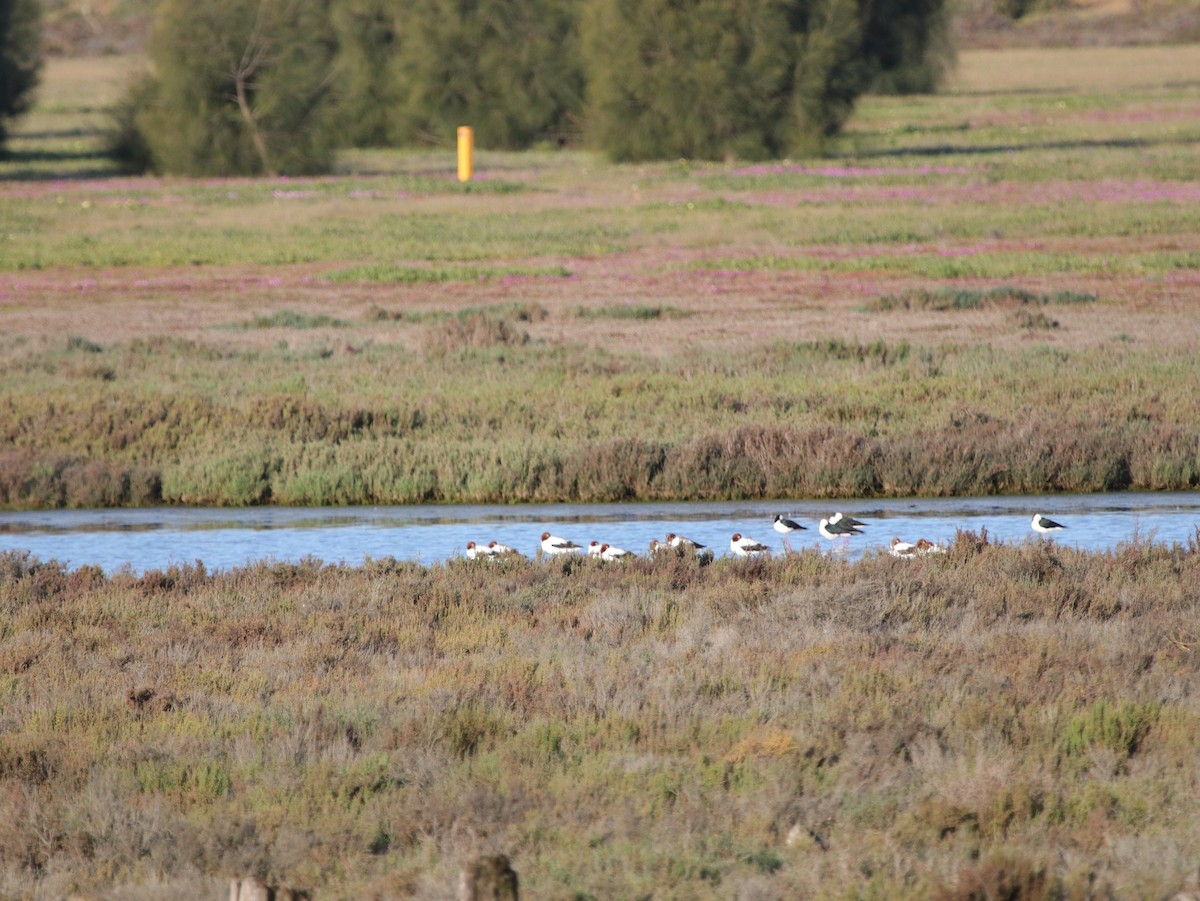 Red-necked Avocet - ML624074460