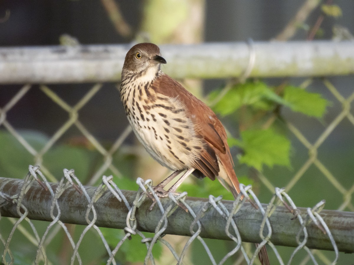 Brown Thrasher - ML624074465