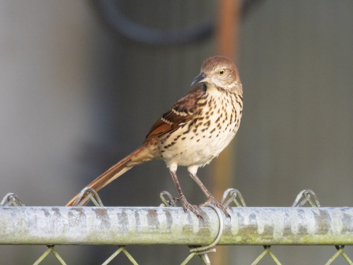 Brown Thrasher - ML624074467