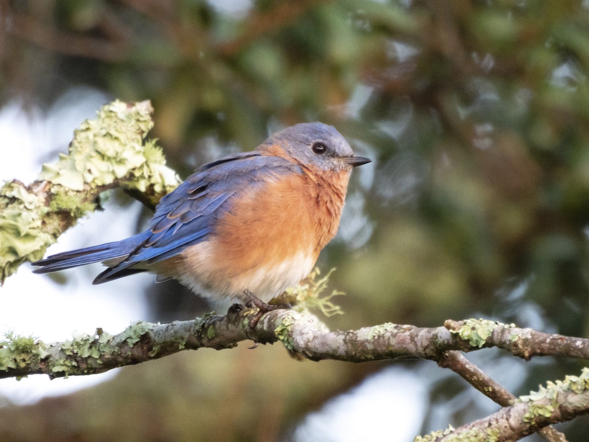 Eastern Bluebird - ML624074471