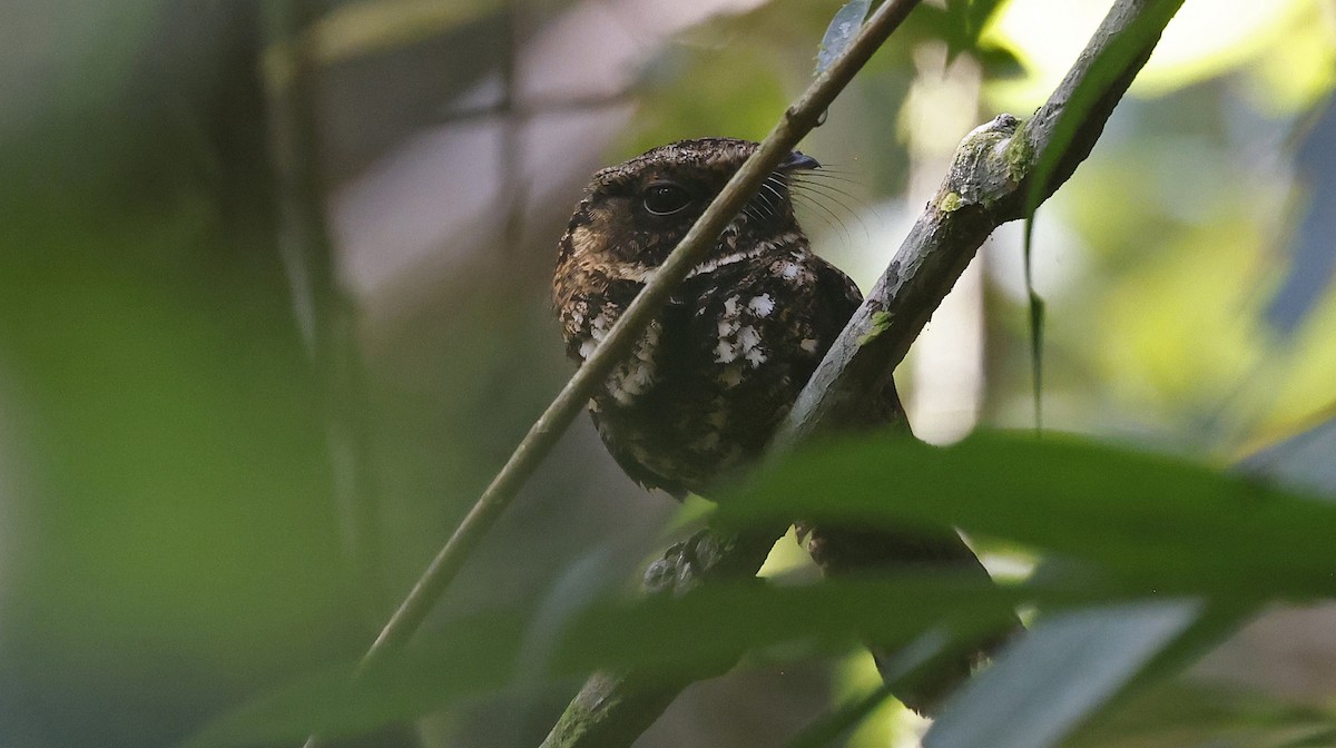 Silky-tailed Nightjar - ML624074487