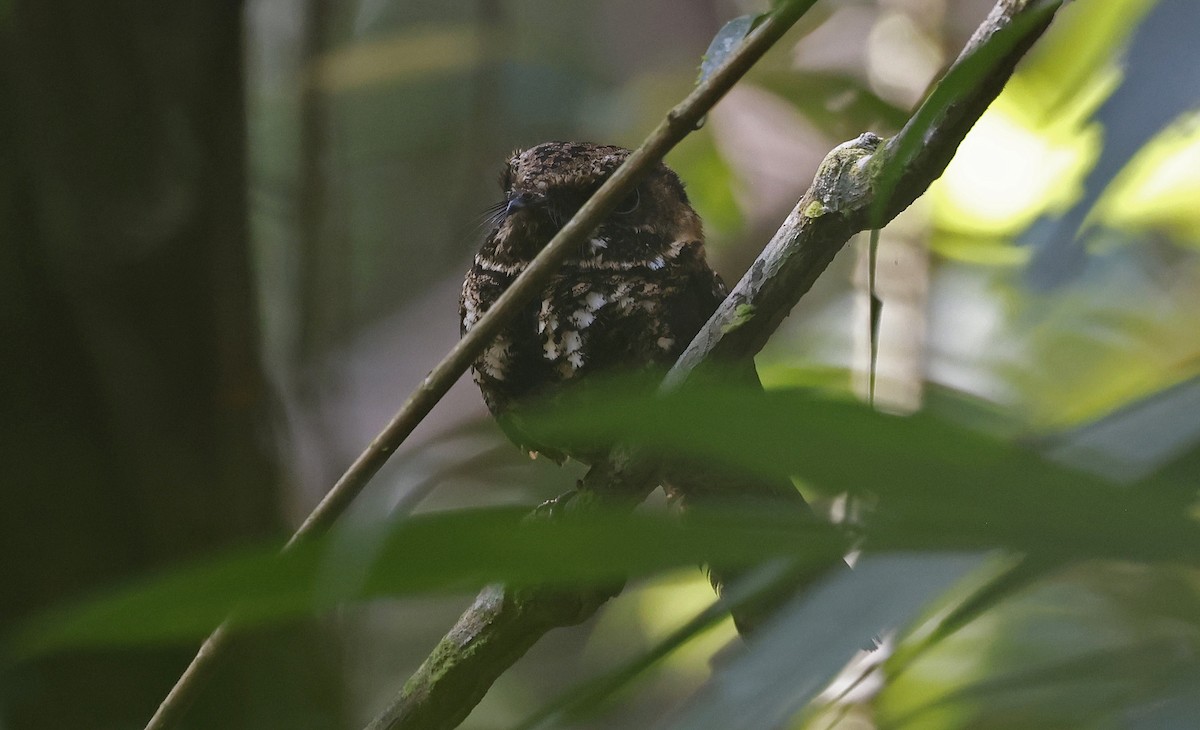 Silky-tailed Nightjar - ML624074490