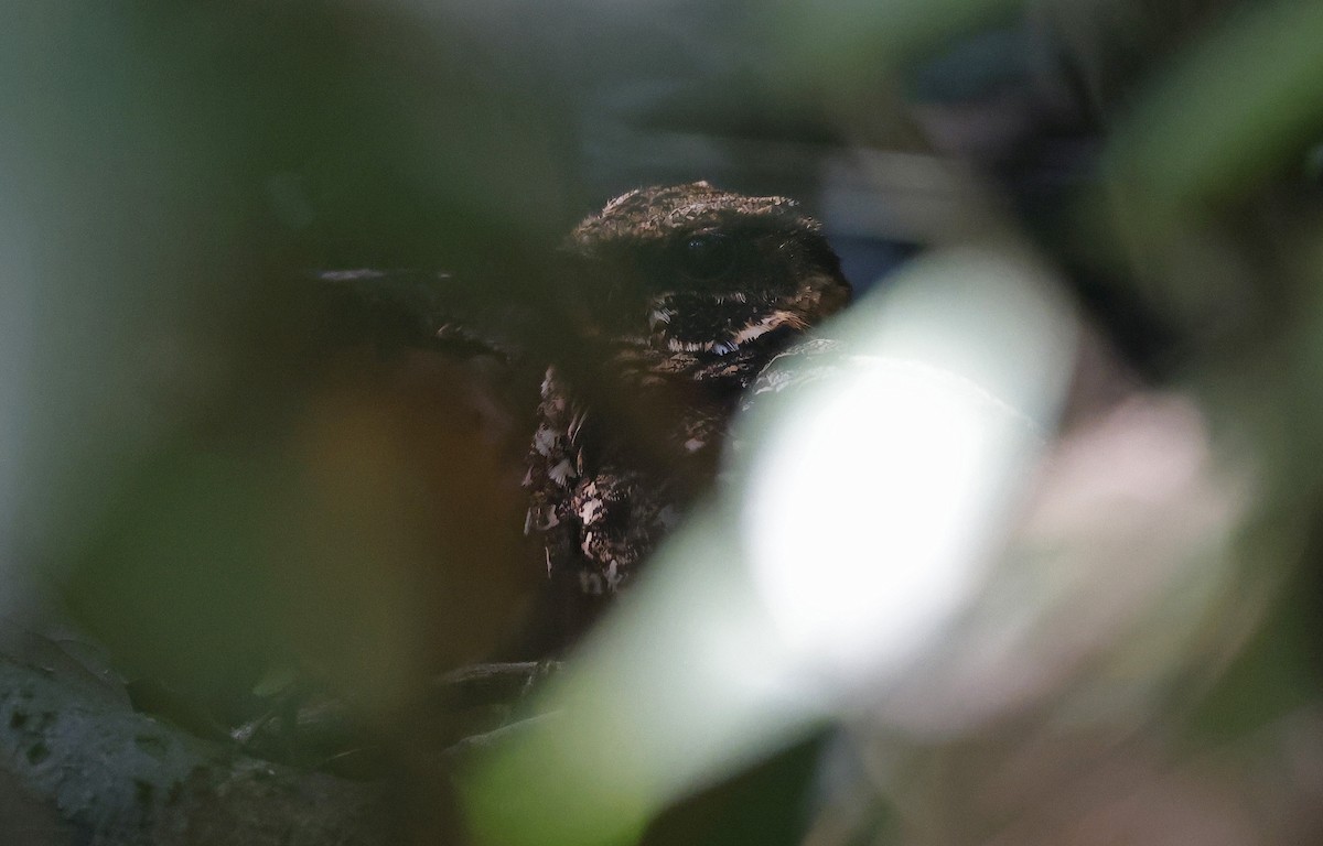 Silky-tailed Nightjar - ML624074492