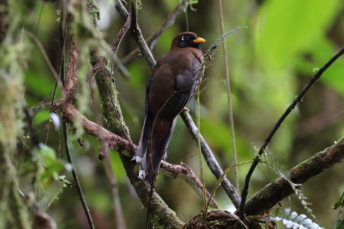 Trogon masqué - ML624074514