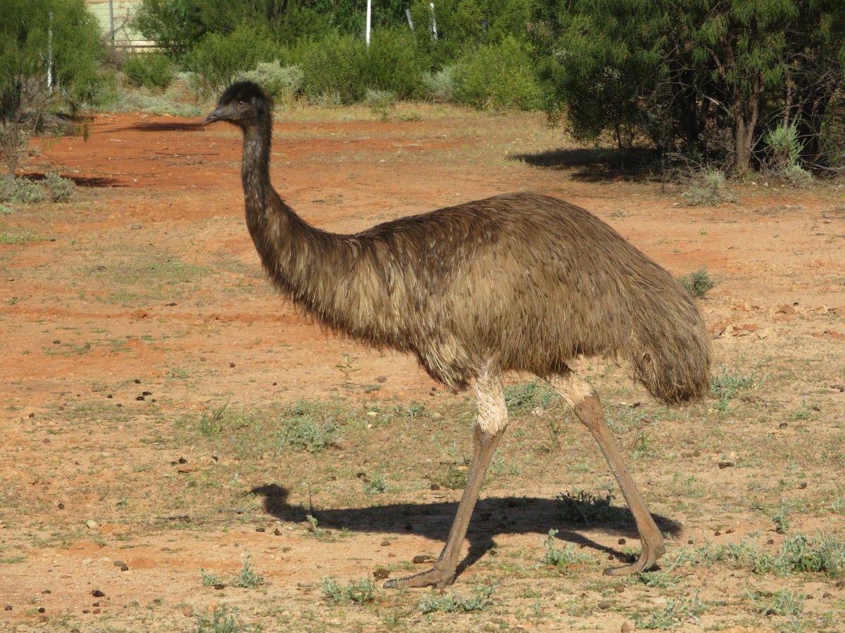 Emu - ML624074525