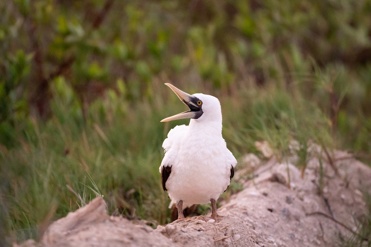 Masked Booby - ML624074526