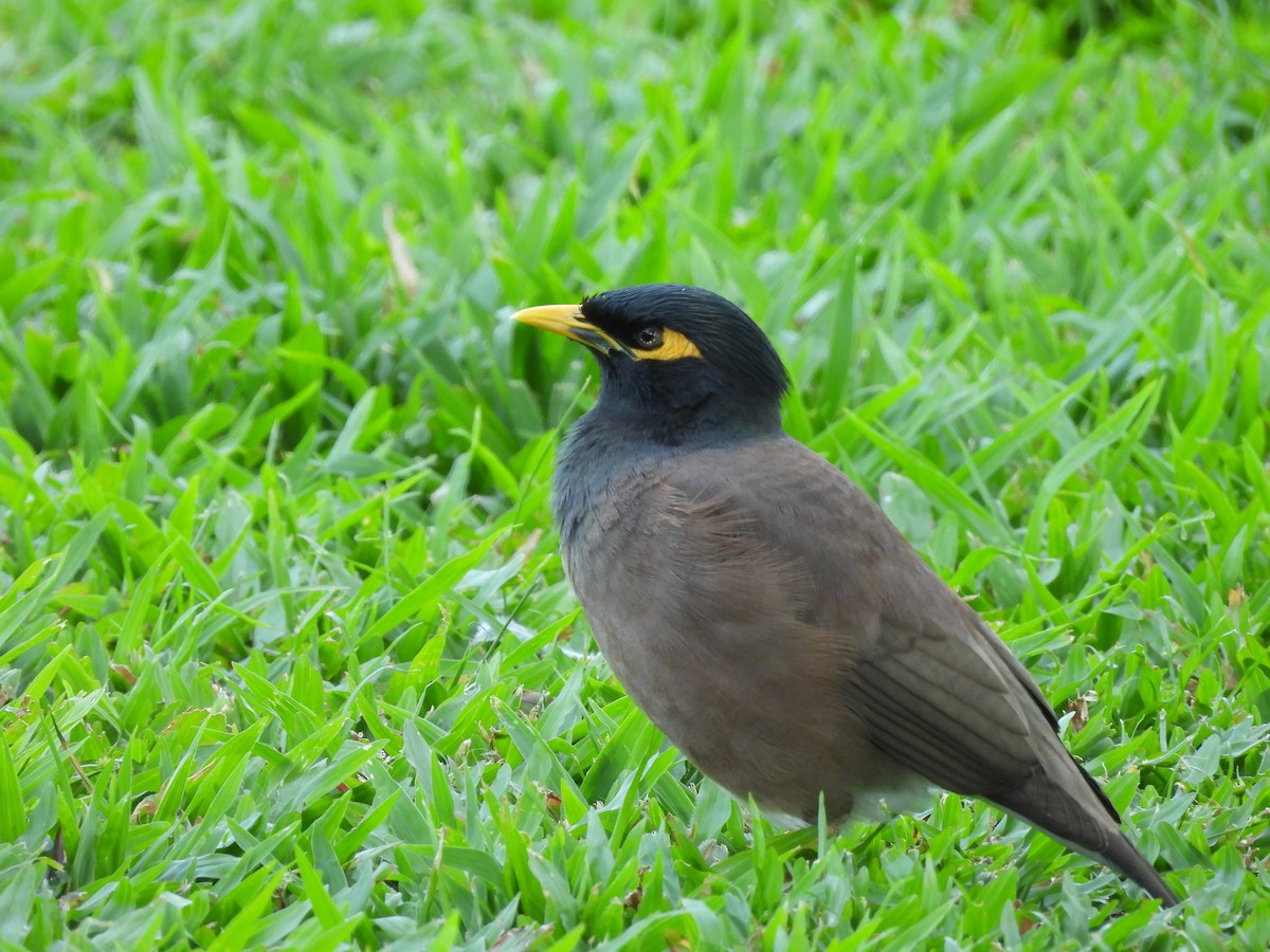 Common Myna - ML624074539