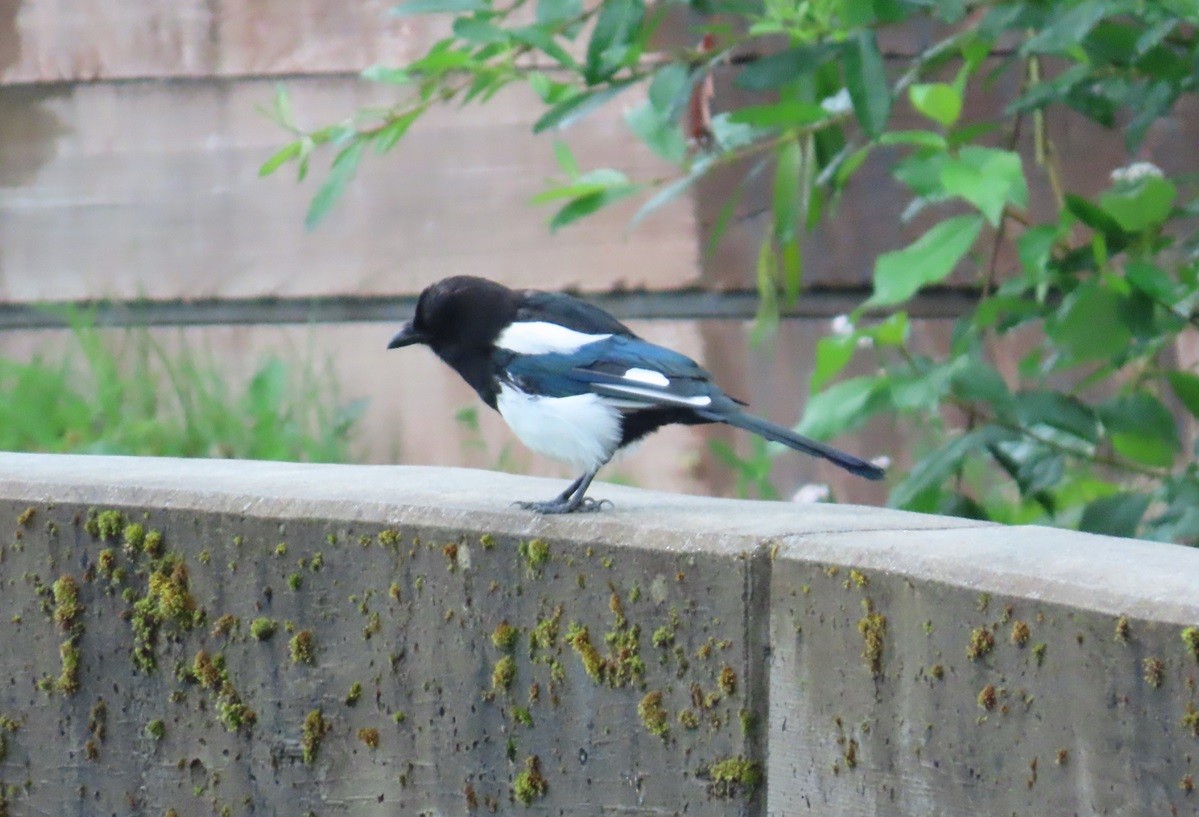 Black-billed Magpie - ML624074572