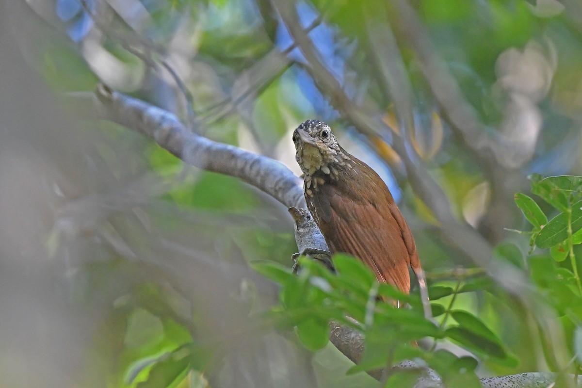 Straight-billed Woodcreeper - ML624074599