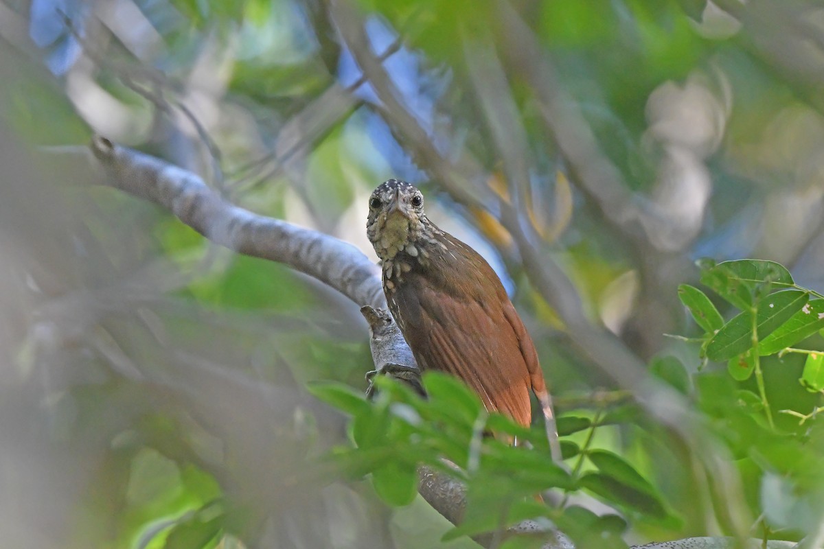 Straight-billed Woodcreeper - ML624074600