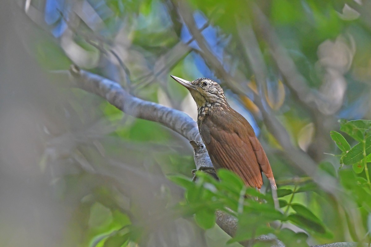 Straight-billed Woodcreeper - ML624074601