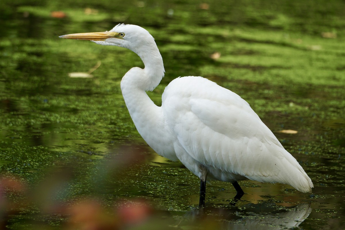 Great Egret - ML624074603