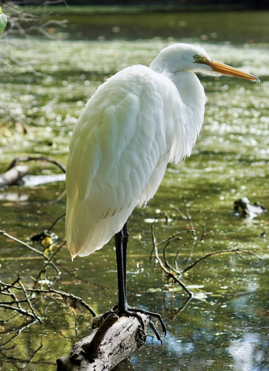 Great Egret - ML624074604