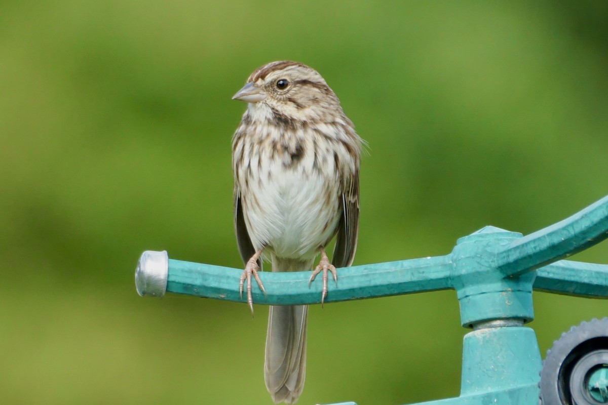 Song Sparrow - ML624074614