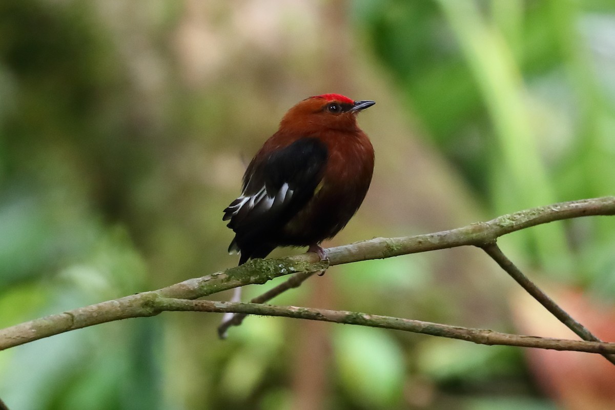 Club-winged Manakin - ML624074634