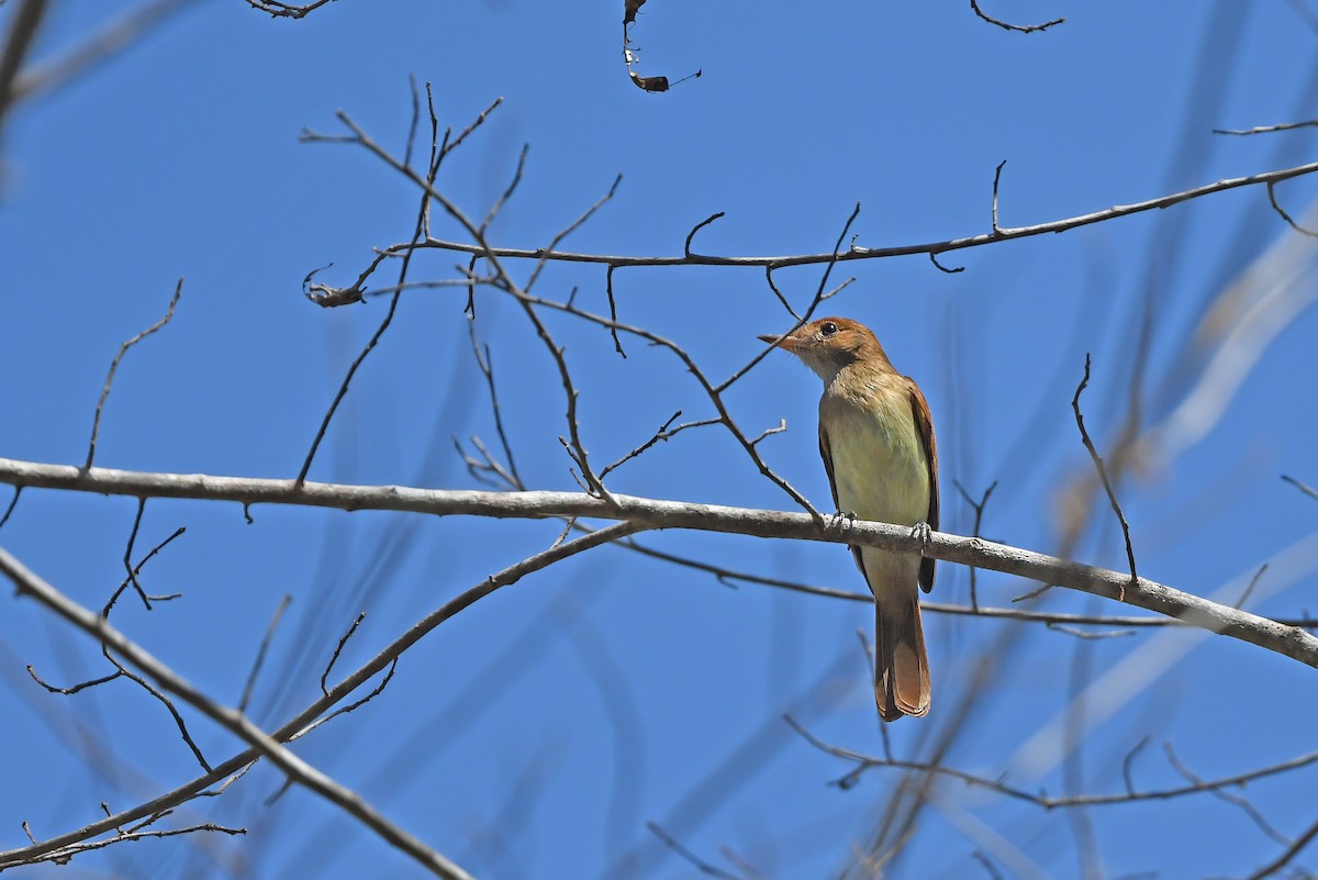 Ash-throated Casiornis - ML624074637