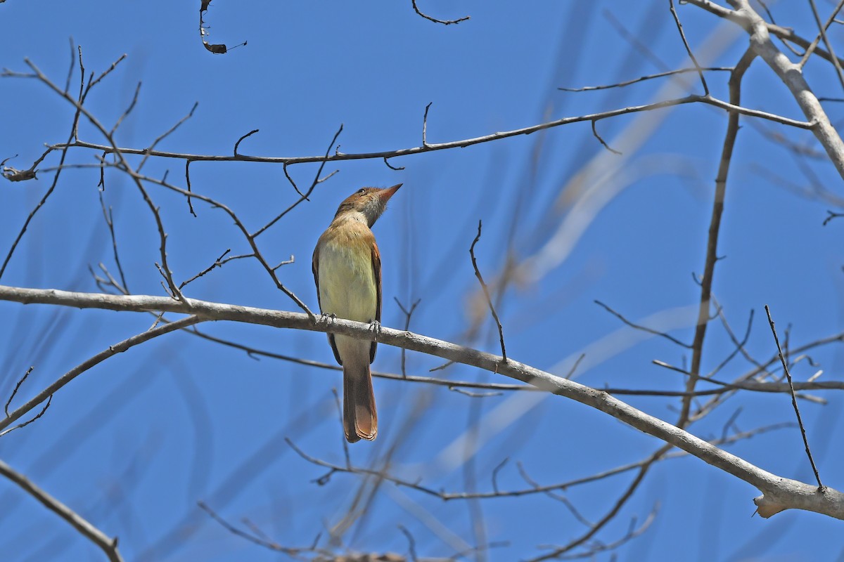 Ash-throated Casiornis - Christoph Moning