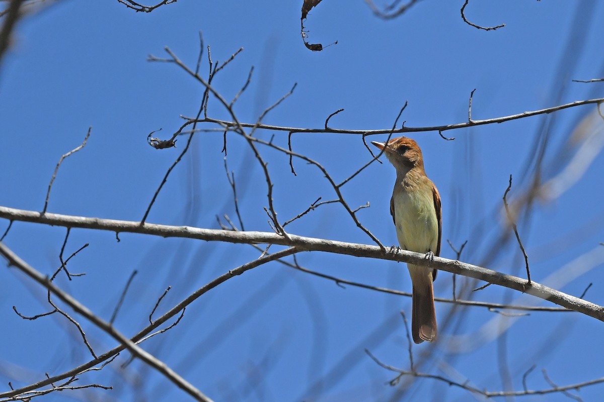 Kahverengi Sırtlı Casiornis - ML624074639